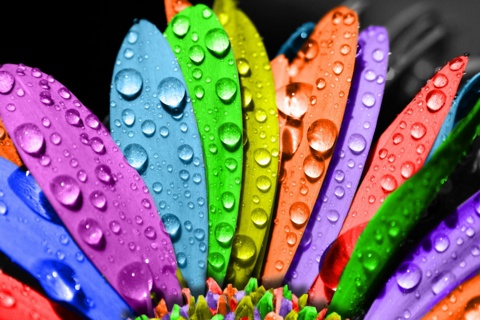 Colour_Ful_Flower