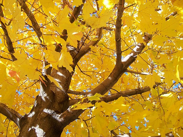 Fall's Maple