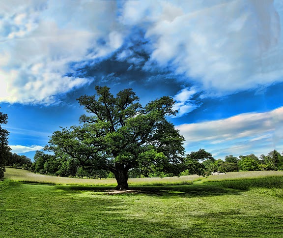oak in jb